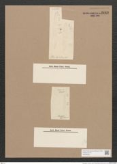 Pleurosigma sp. (de-Toni-Nr.: Genus 13) Zeichnungen Sammlung Grunow Nr. 2182 (NHMW-BOT-W0369250)